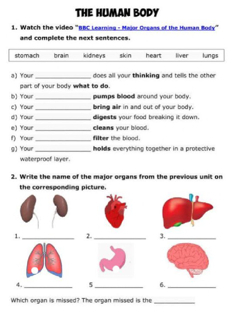 Human Body Worksheet | PDF