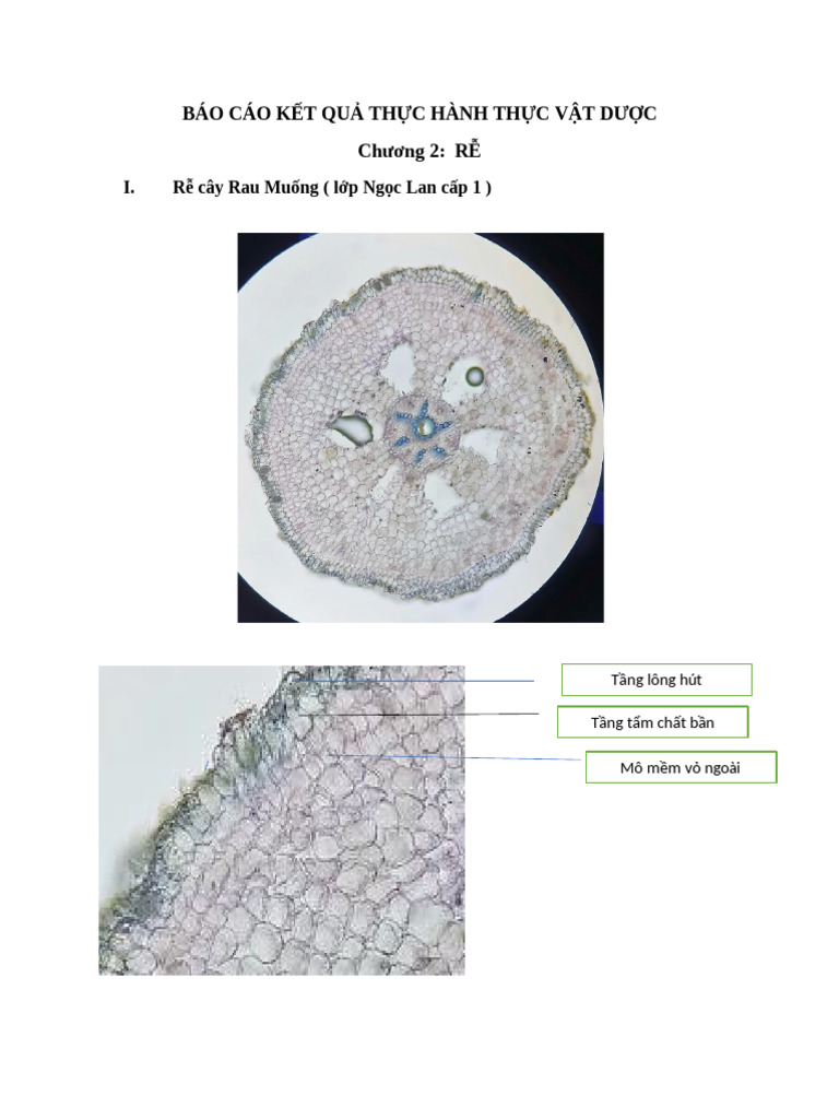 bài rễ | PDF