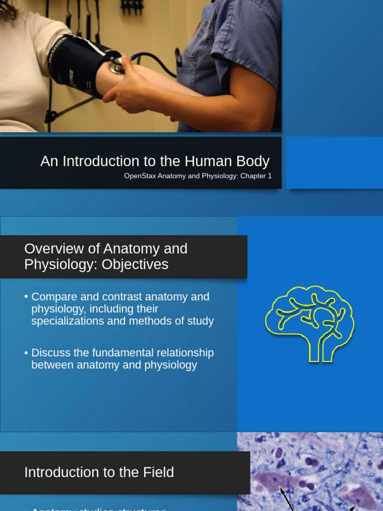 Lesson 1 OpenStax Anatomy and Physiology Chapter 1 | PDF | Nutrients ...