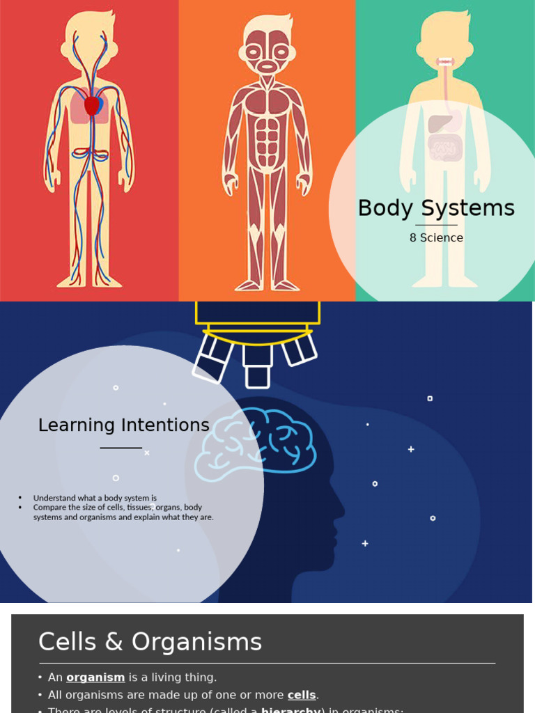 Overview of Human Body Systems | PDF | Human Body | Tissue (Biology)