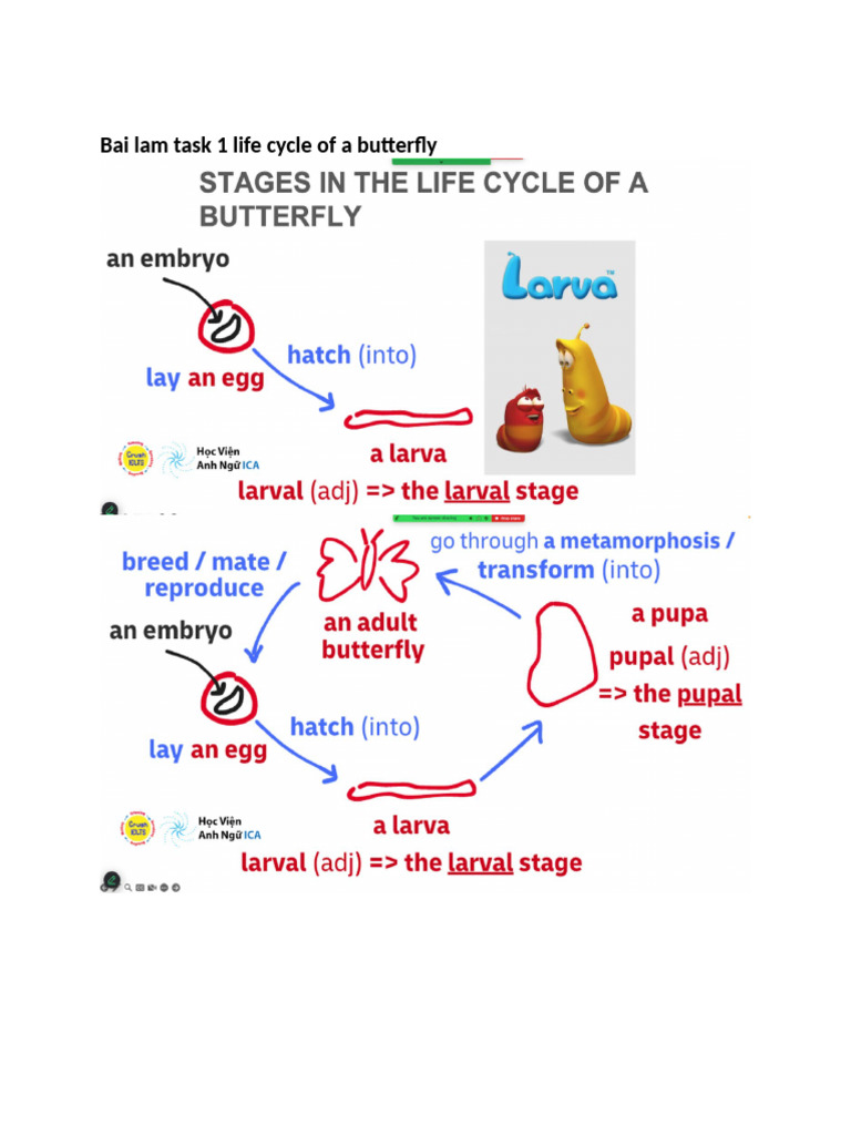 Butterfly Life Cycle Explained | PDF