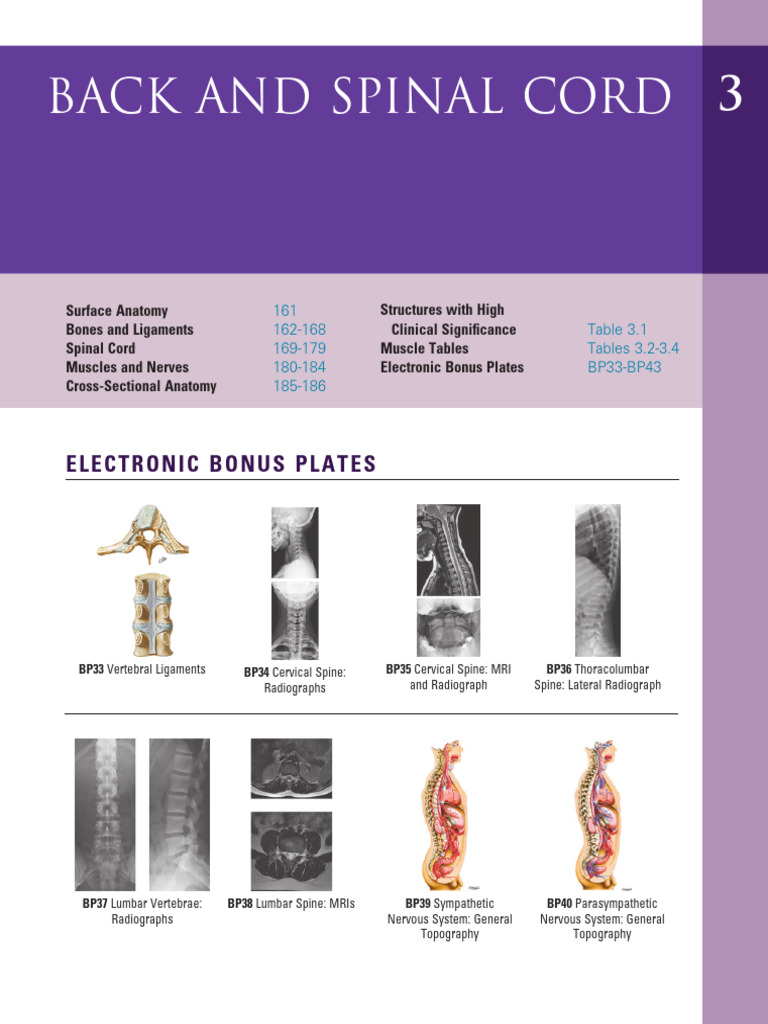 Back and Spinal Cord Anatomy Guide | PDF | Vertebra | Musculoskeletal ...