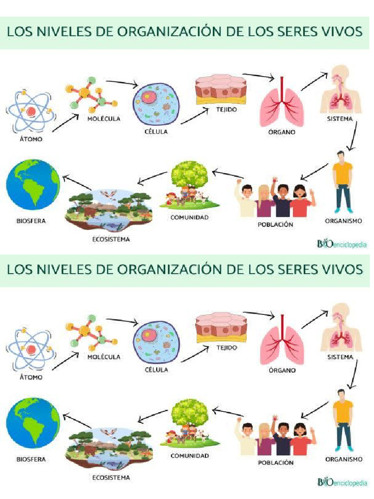 Realiza Un Organizador Visual Sobre La Organización de Los Seres Vivos ...