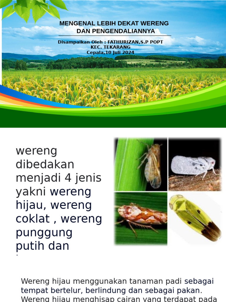 Siklus Hidup dan Pengendalian Wereng Hijau | PDF