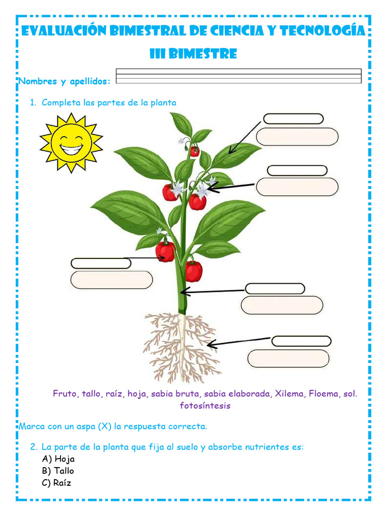 Evaluación de Ciencia y Tecnología Bimestral | PDF | Plantas | Raíz