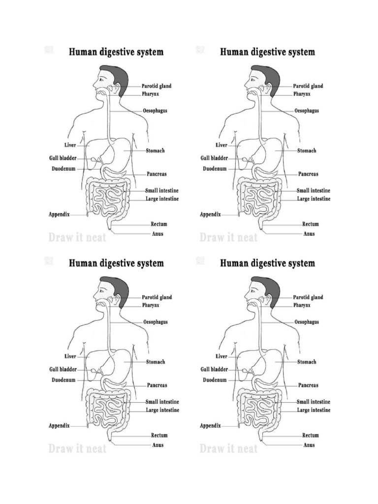 Human Digestive System | PDF