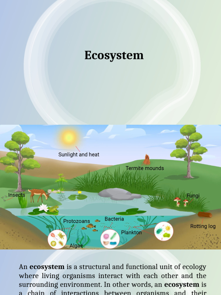 Understanding Ecosystems and Their Functions | PDF | Ecosystem | Food Web
