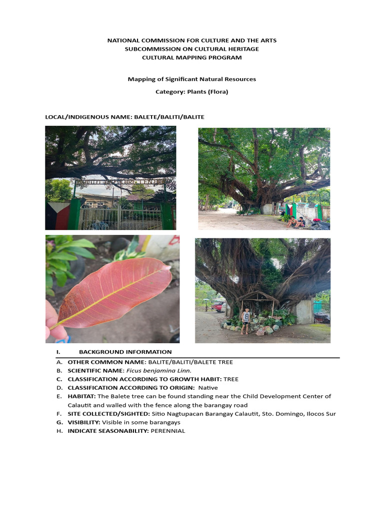 Balete Tree: Characteristics and Uses | PDF | Leaf | Trees