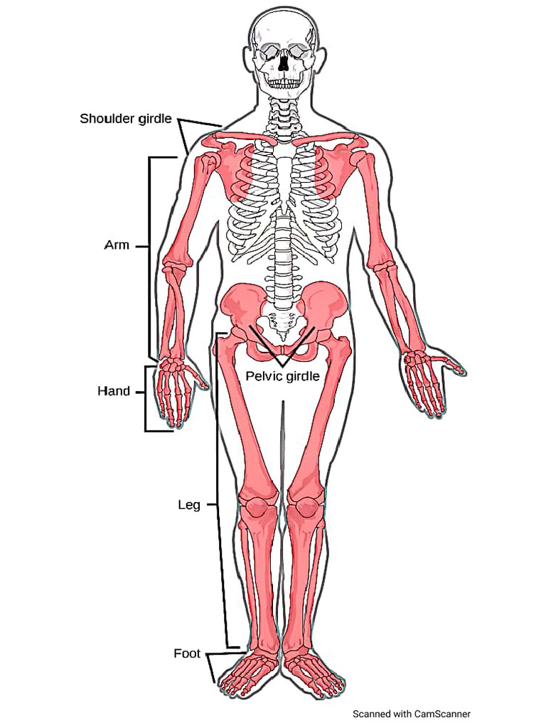 Bone Part 2 Pics | PDF