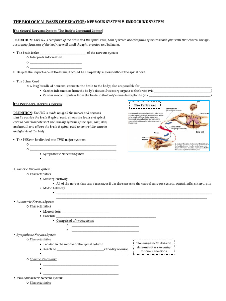 Nervous and Endocrine System Overview | PDF | Nervous System | Central ...
