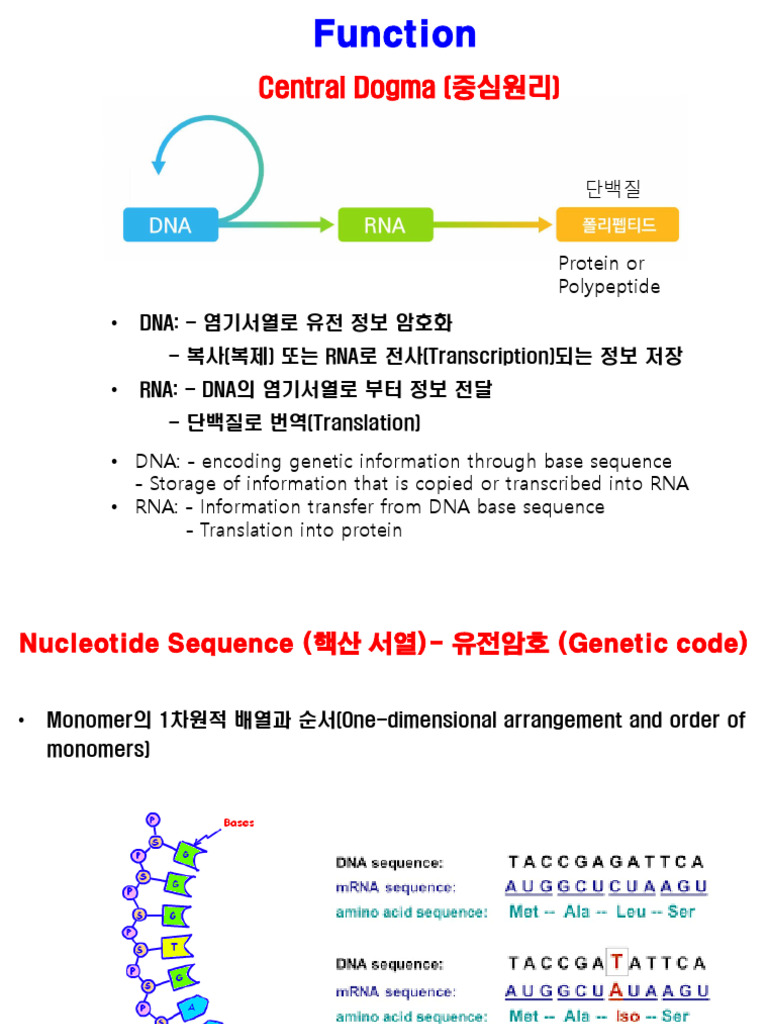 DNA and RNA: Functions and Differences | PDF | Rna | Nucleic Acid Sequence