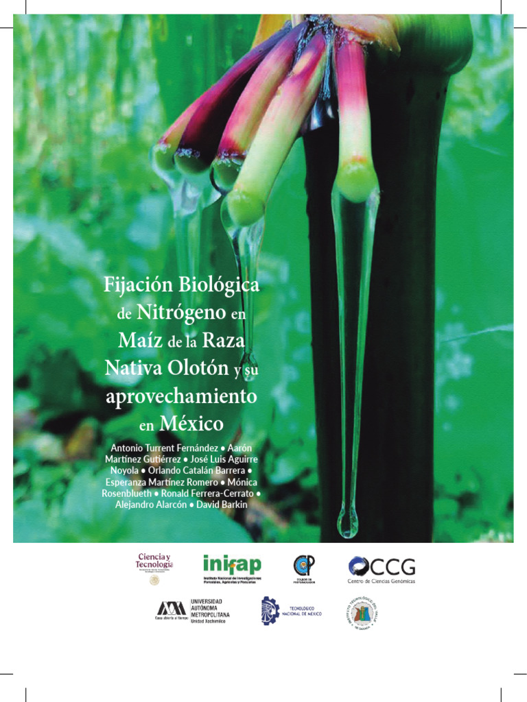 Fijación de Nitrógeno en Maíz Olotón | PDF | Revolución verde | Agricultura
