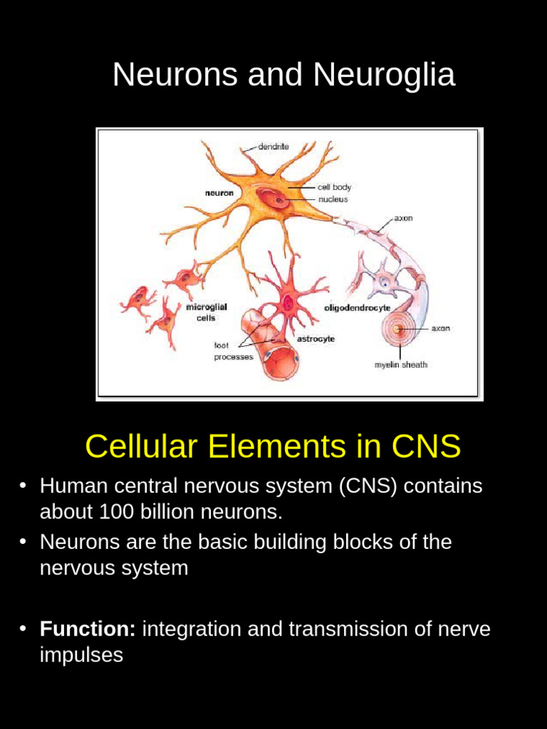 Neurons and Glial Cells in CNS | PDF | Axon | Myelin