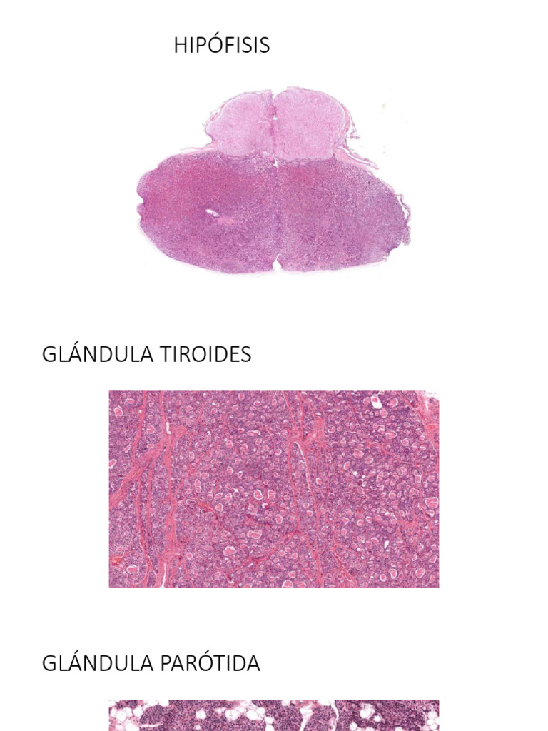 Estructura y Función del Glomérulo Renal | PDF