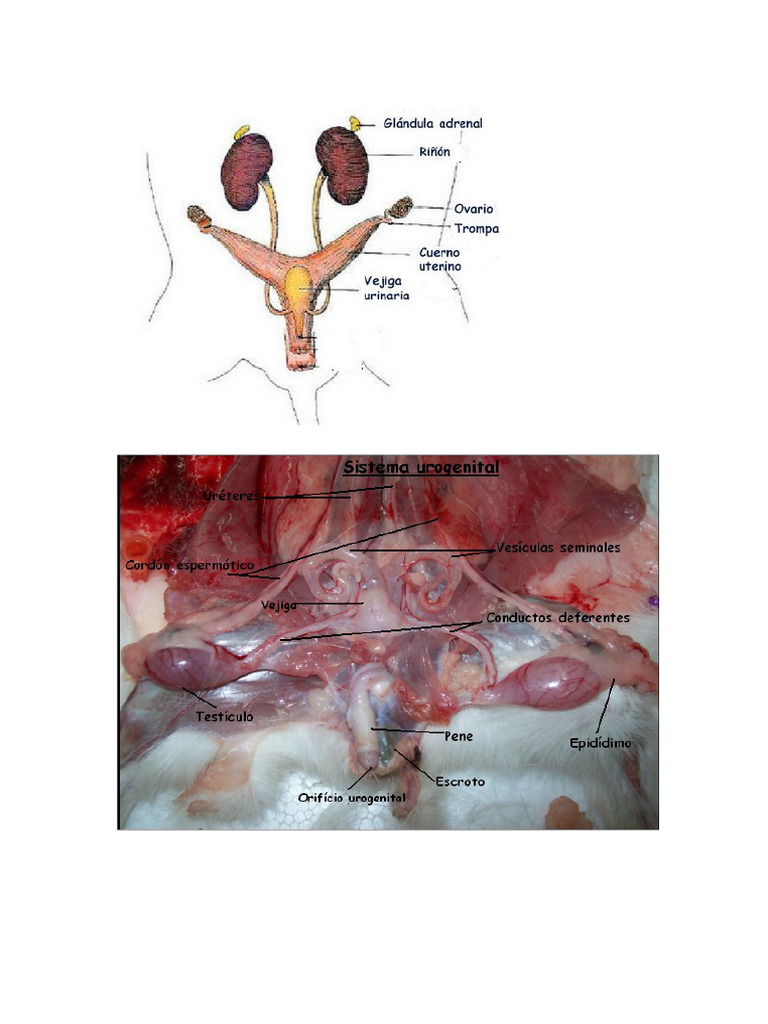Stunning Guinea Pig Digestive Analysis Based Fiber image