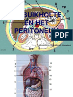 Peritoneum