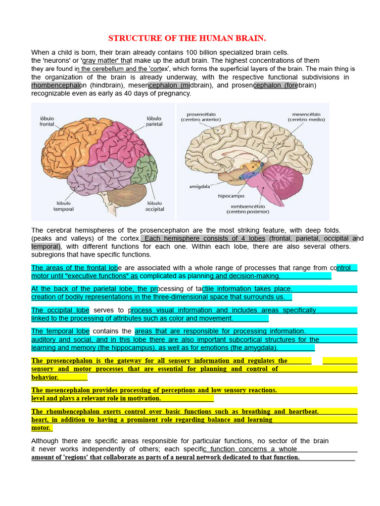 Structure and Functions of the Human Brain | PDF | Brain | Neuron