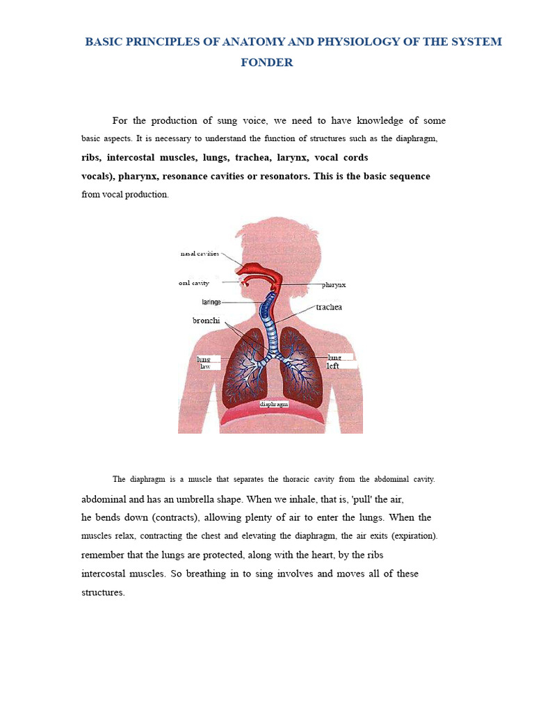Basic Principles of Anatomy and Physiology of The Vocal Apparatus | PDF