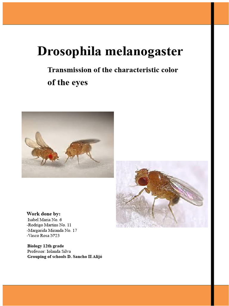 Final Report PDF Drosophila Melanogaster Grade - 19 Val | PDF ...