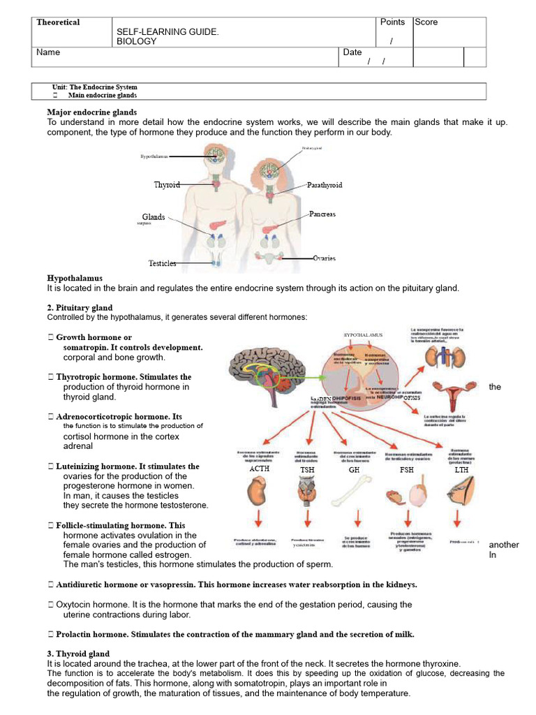 Endocrine System Overview and Functions | PDF | Endocrine System ...