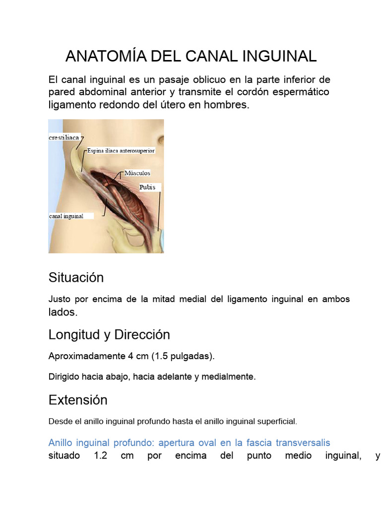 Anatomía del Canal Inguinal | PDF | Abdomen | Músculo