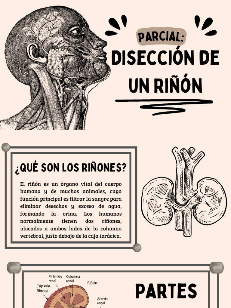 Diseccion de Un Riñon | PDF