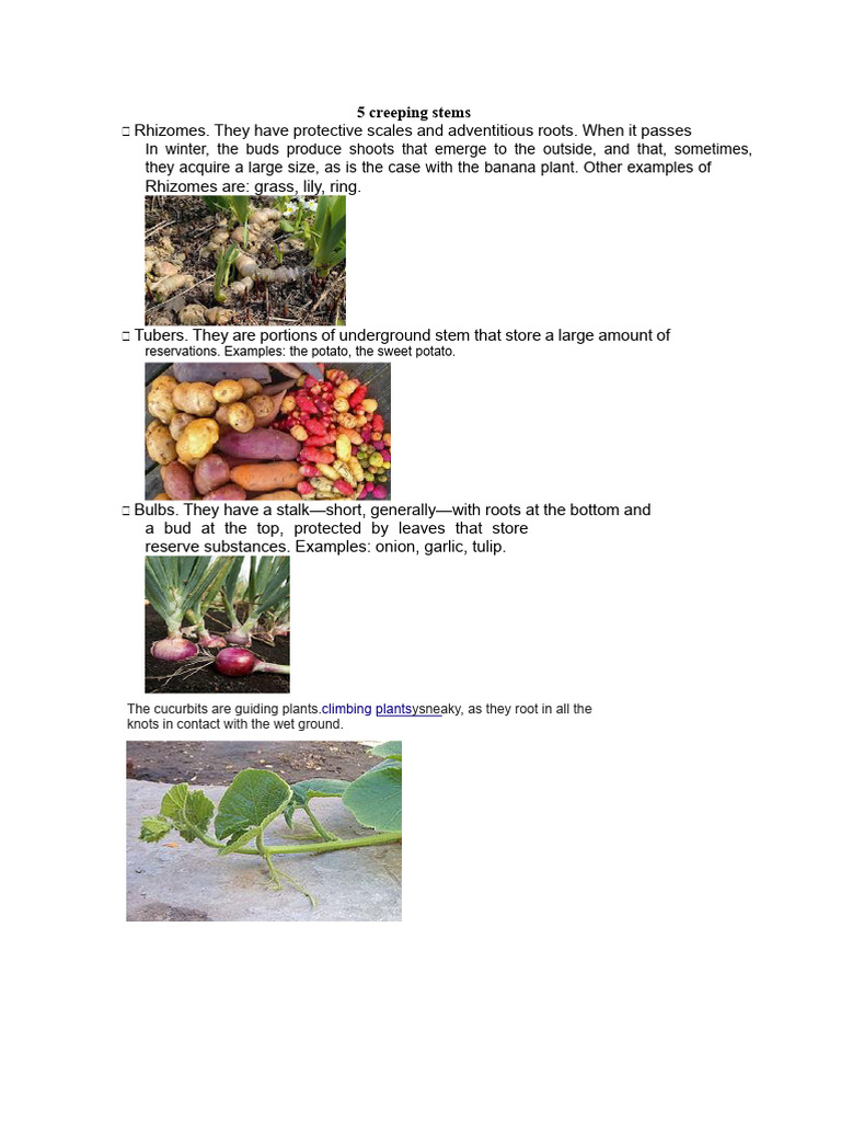 Examples of Creeping Stem Plants | PDF | Plants | Botany