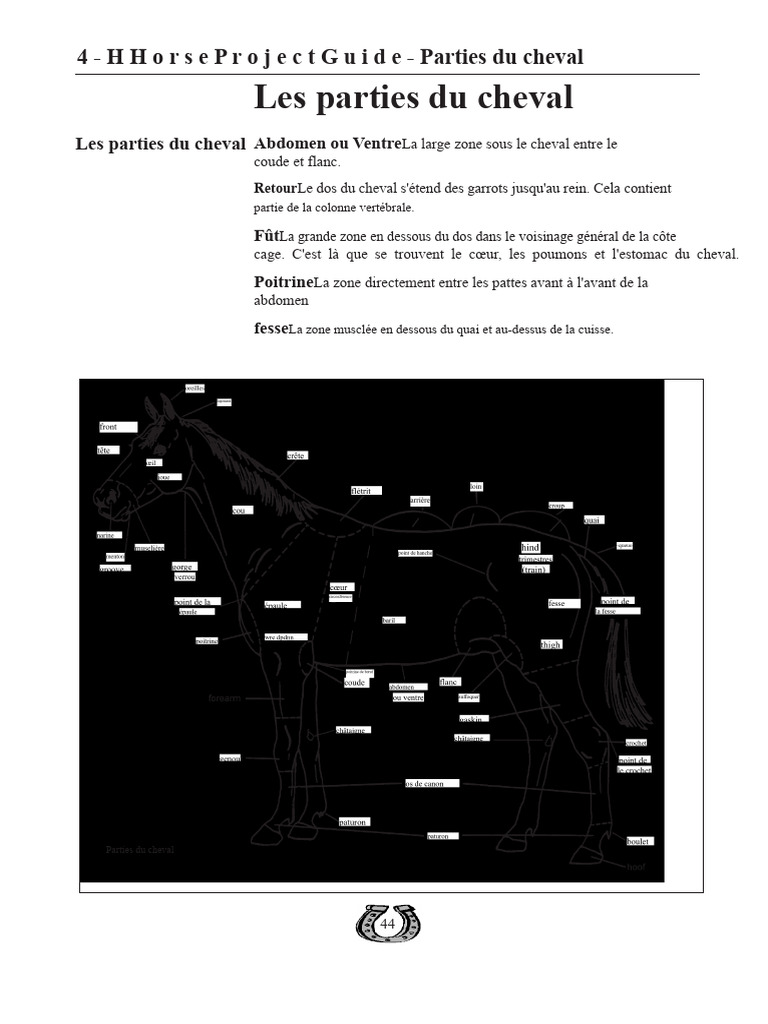 Anatomie des parties du cheval | PDF | Muscle | Dent