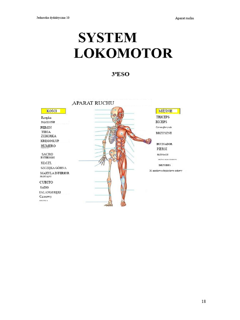 $układ Ruchu Praca | PDF