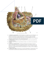 El Esquema de La Estructura de Una Célula Animal