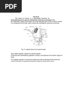 Insect Body Segmentation Explained | PDF | Insects | Arthropodology