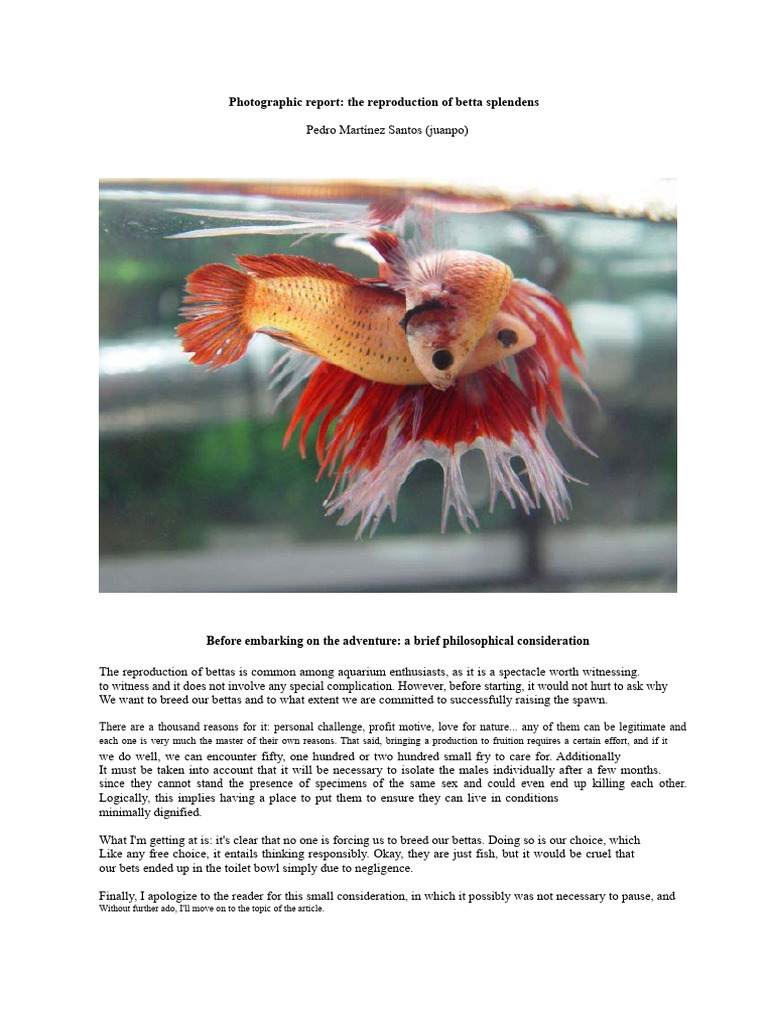 Breeding Betta Splendens: A Guide | PDF | Egg | Zoology