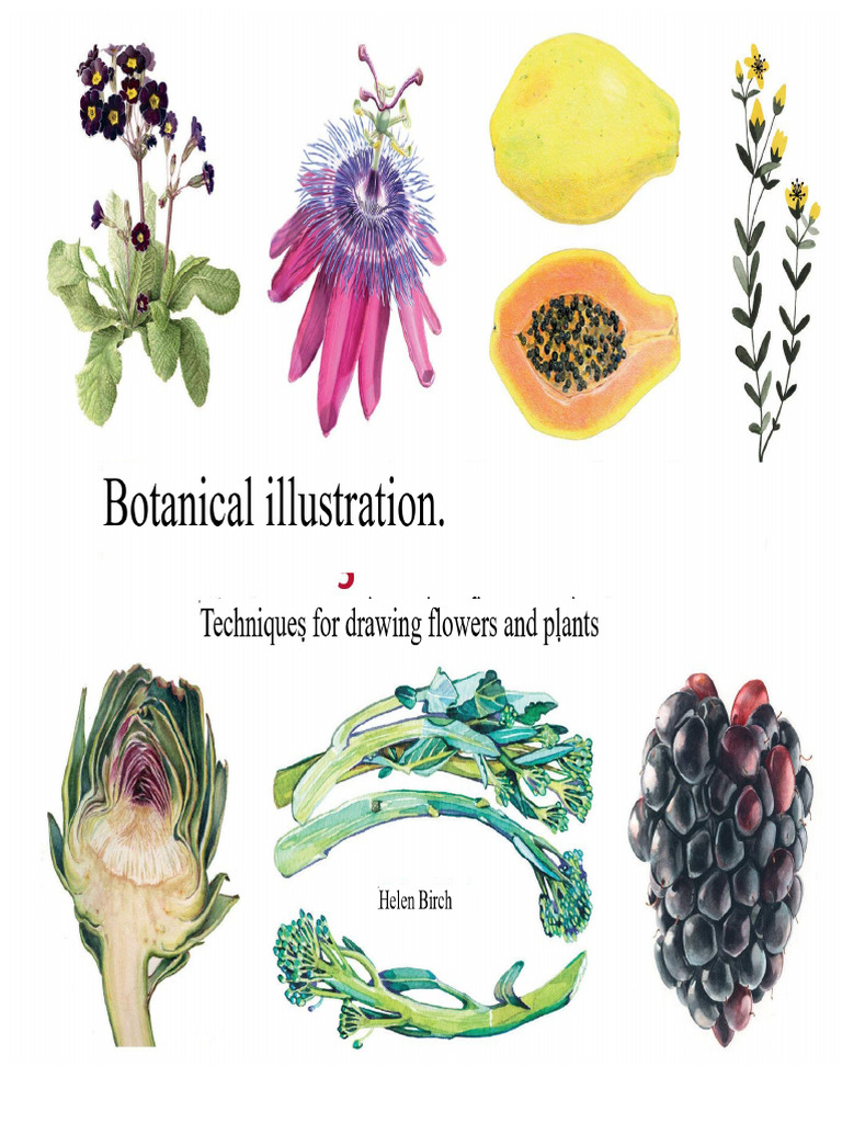 Botanical Illustration Techniques Guide | PDF