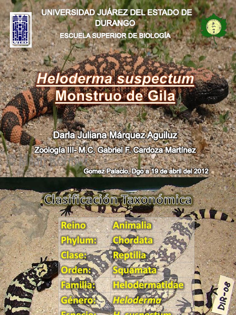 Monstruo de Gila: Heloderma suspectum | PDF