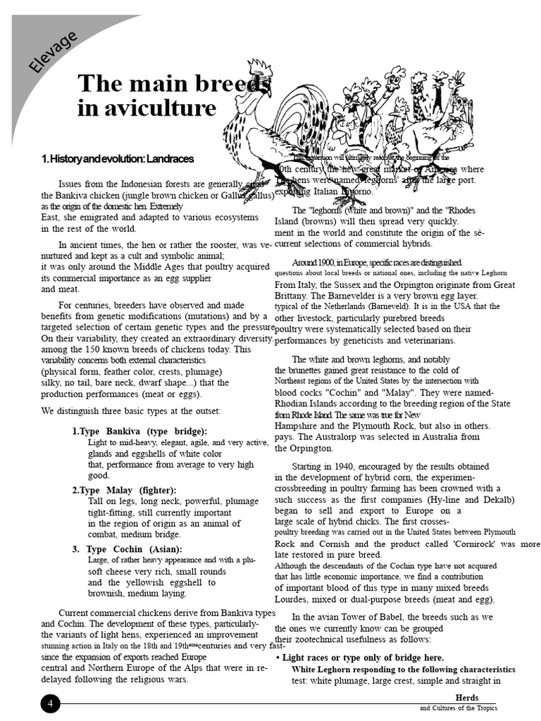 Overview of Chicken Breeds in Aviculture | PDF | Chicken | Poultry Farming
