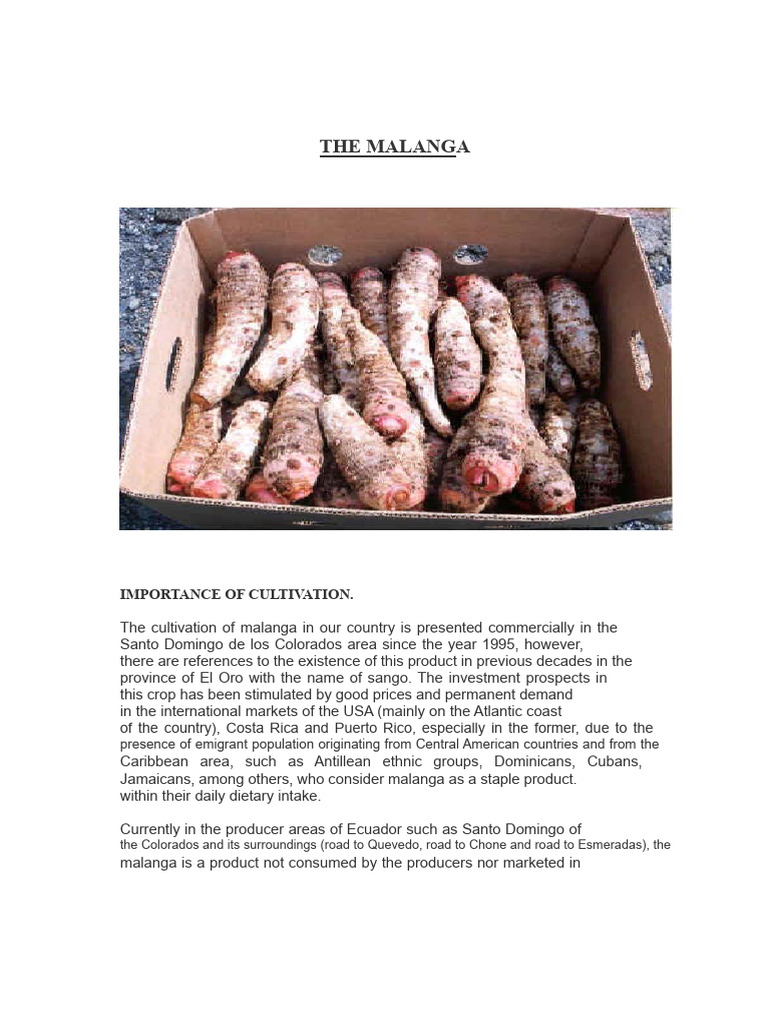 Malanga Cultivation and Benefits in Ecuador | PDF | Fertilizer