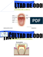 Anatomia de La Boca