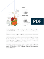 RESUMEN Sistema Digestivo