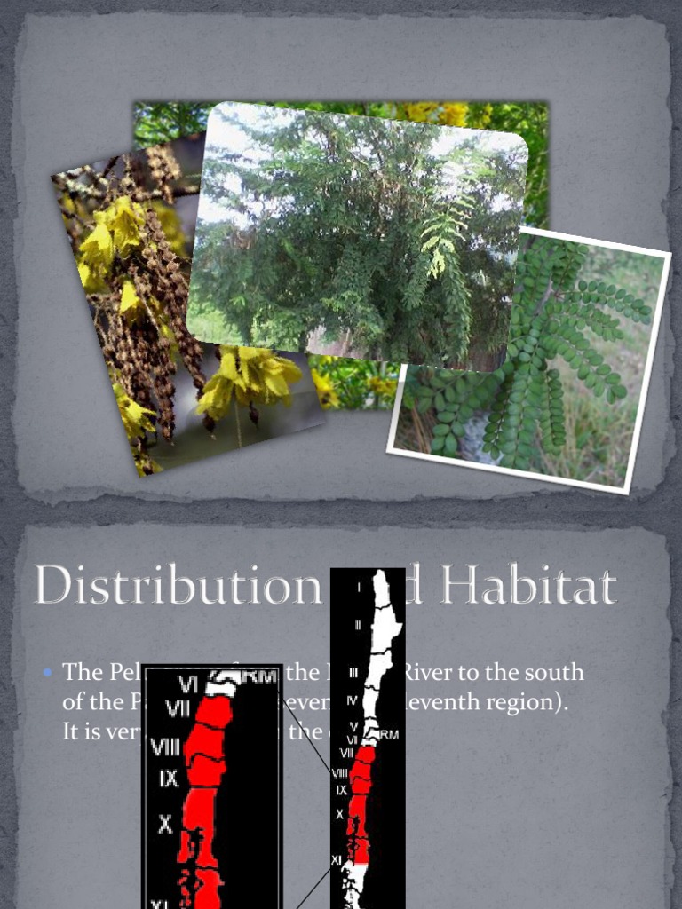 Pelu Tree: Distribution, Description, and Uses | PDF | Home & Garden
