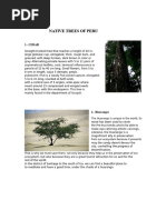 Kalachuchi Tree: A Philippine Icon | PDF