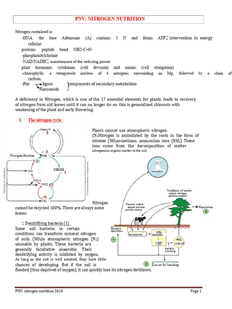 Nitrogen Nutrition in Plants Explained | PDF | Nitrate | Nitrogen