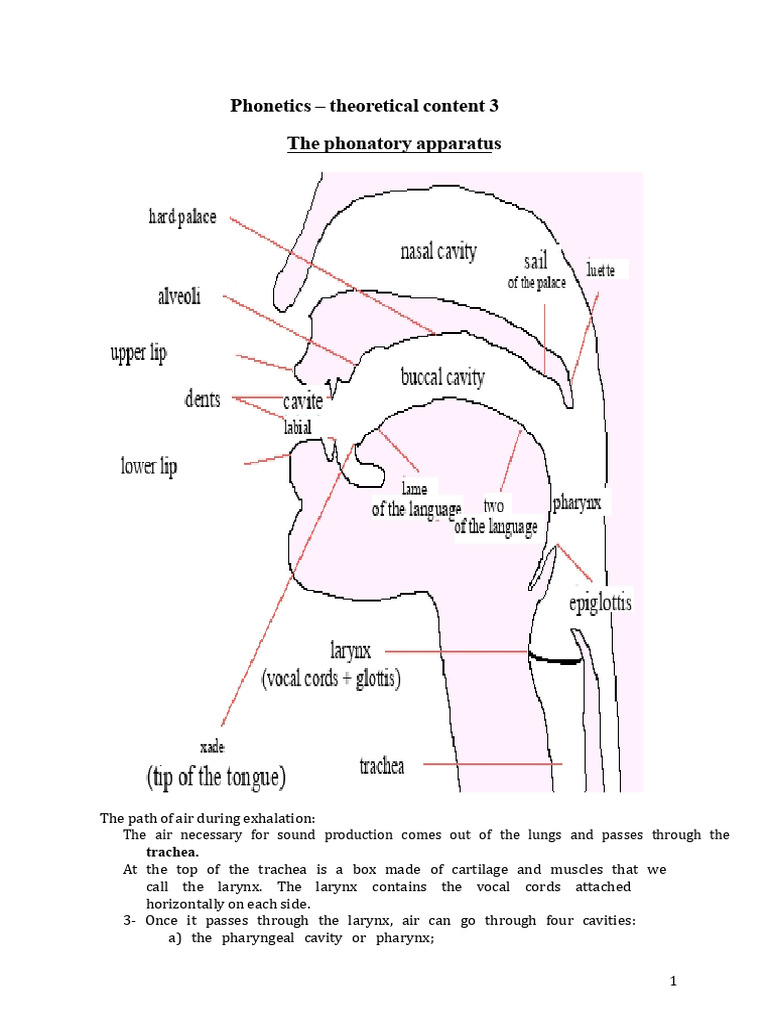 Course 3 Phonatory Apparatus | PDF | Larynx | Exhalation