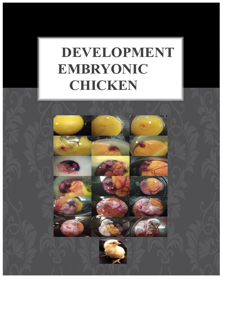Embryonic Development of Chickens | PDF | Embryo | Egg