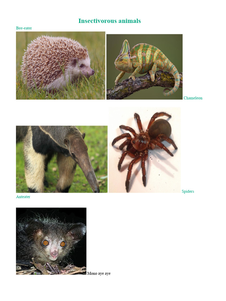 Insectivorous Herbivorous Animals | PDF