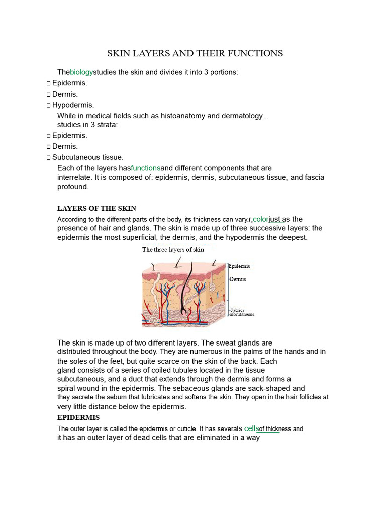 Skin Layers and Their Functions Explained | PDF | Skin | Senses