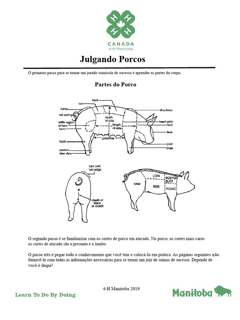 Guia para Julgar Suínos com Sucesso | PDF | Músculo | Confinamento ...