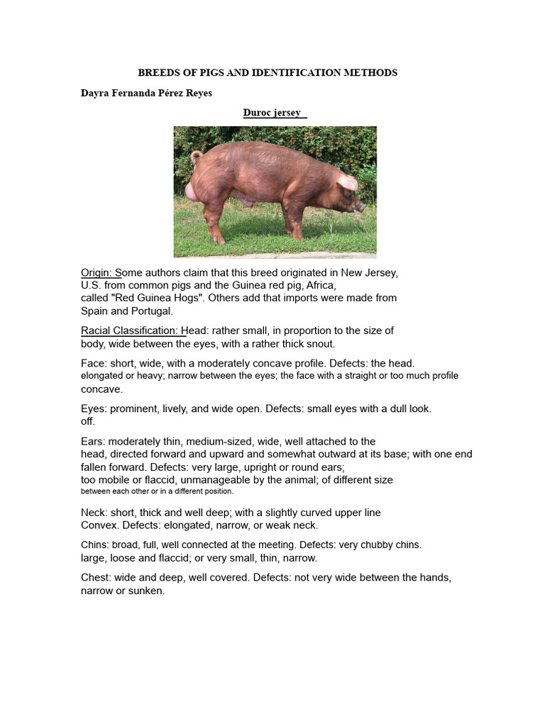 Breeds of Pigs and Identification Methods PDF | PDF | Pig | Meat