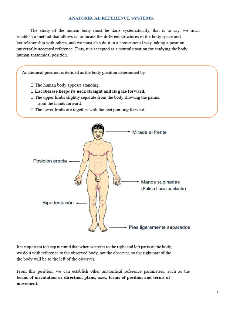 Understanding Anatomical Reference Systems | PDF | Anatomical Terms Of ...