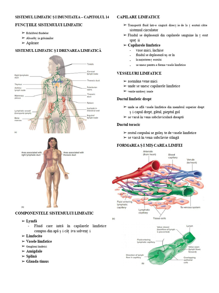 Sistemul Limfatic Și Imunitatea - Notele Lui Seeley | PDF