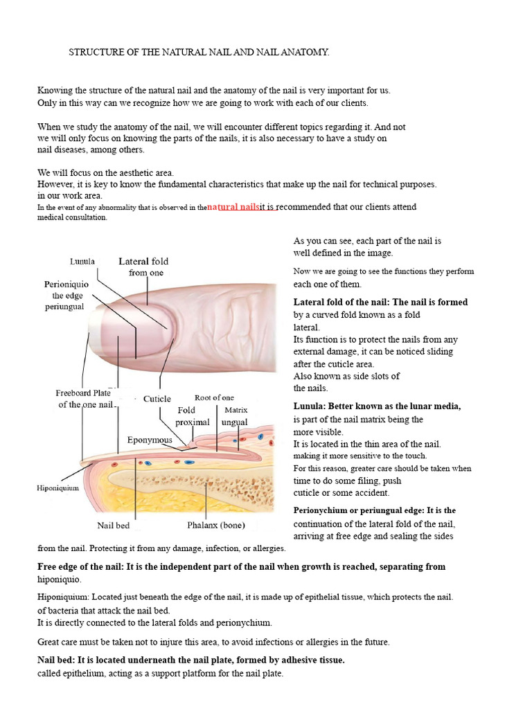 Nail Anatomy and Common Disorders Guide | PDF | Nail (Anatomy ...